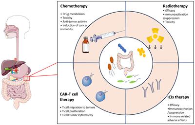 Targeting the gut microbiota to enhance the antitumor efficacy and attenuate the toxicity of CAR-T cell therapy: a new hope?